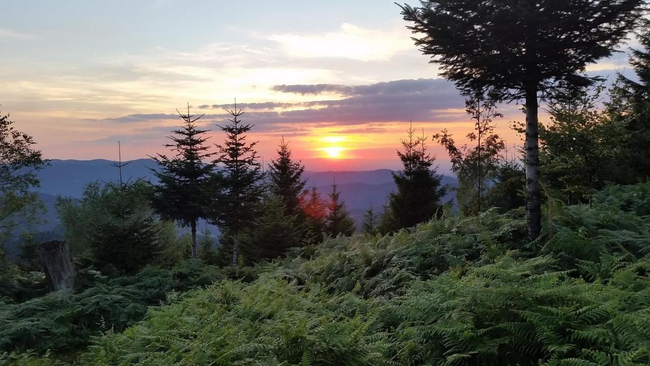 Апартаменти Am Doettelbach Бад-Петерсталь-Ґрісбах Екстер'єр фото